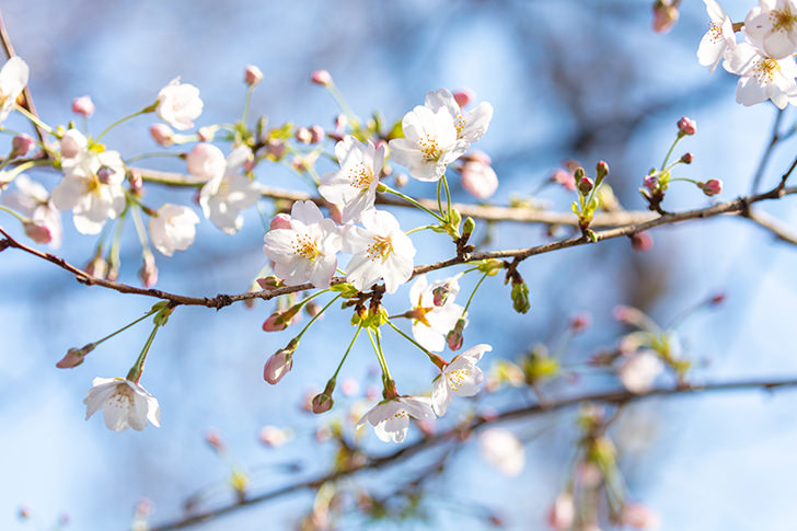 桜の花びらの商用利用可フリー写真素材6028 フォトック