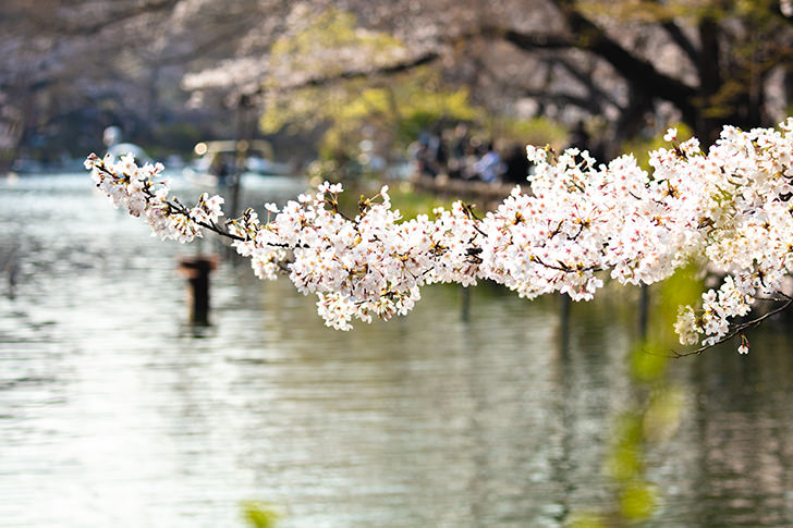 井の頭公園の桜の商用利用可フリー写真素材6039 フォトック