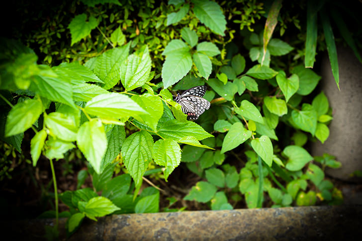 蝶々のフリー写真素材