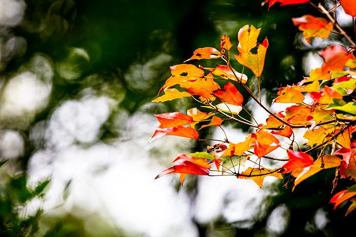 葉のフリー写真素材