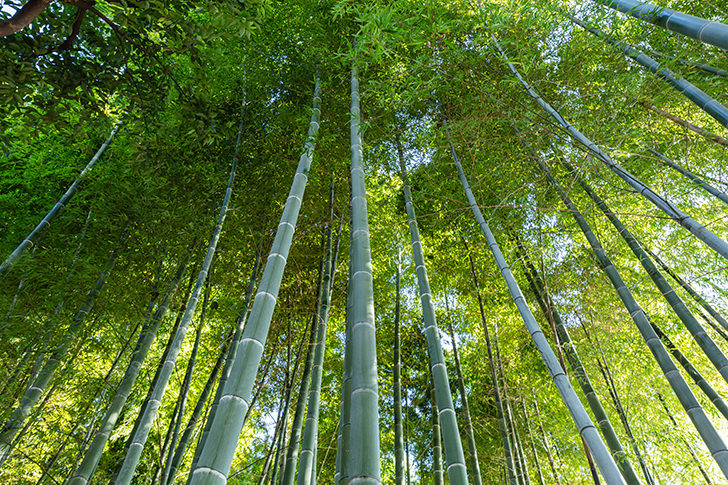 竹林のフリー写真素材