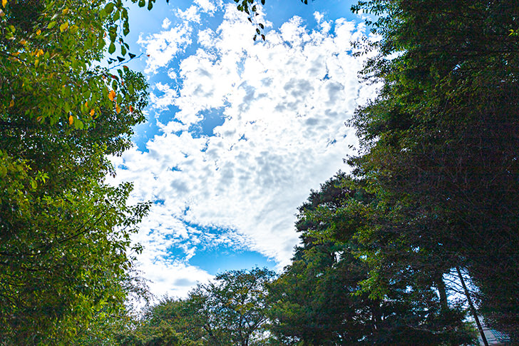 木と空のフリー写真素材