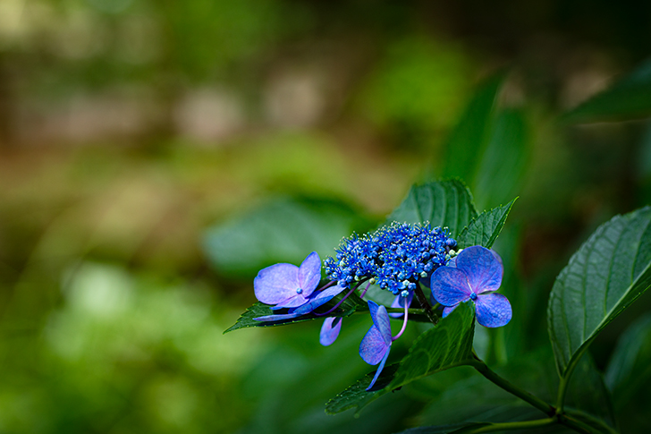 あじさい（紫陽花）の商用利用可能なフリー写真素材