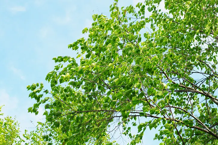 木の葉のフリー写真素材