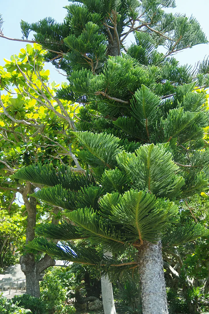 沖縄の自然と木のフリー写真素材