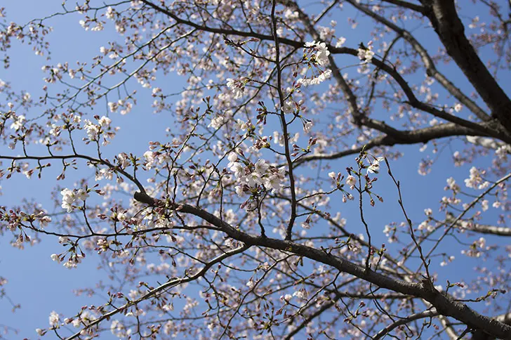 桜の木のフリー写真素材