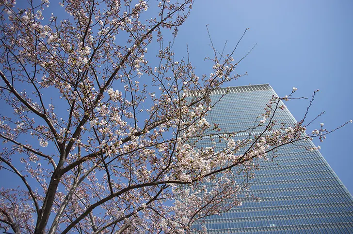 桜とビルのフリー写真素材
