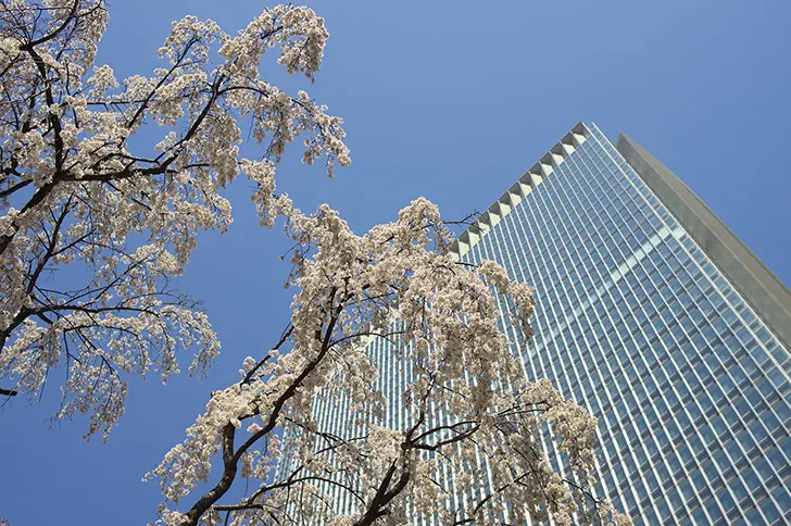 桜とビルのフリー写真素材