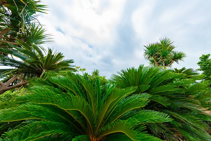 沖縄の植物のフリー写真素材