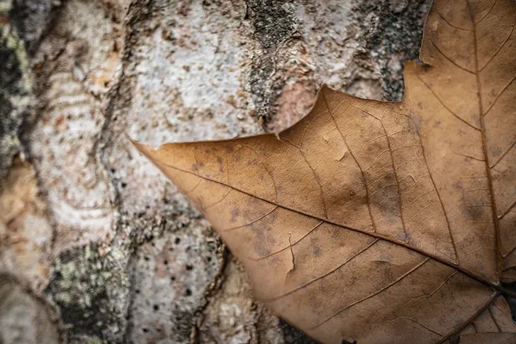 枯れ葉のフリー写真素材
