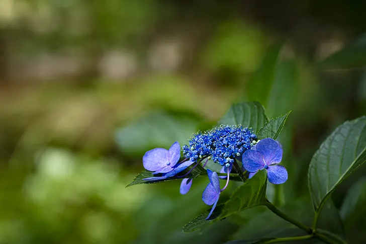 あじさい（紫陽花）のフリー写真素材