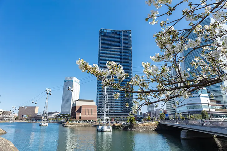 横浜と桜のフリー写真素材