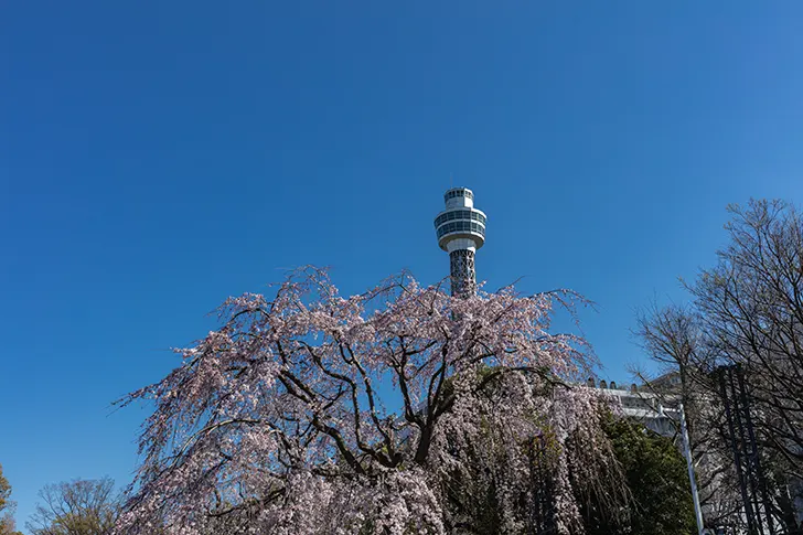 横浜マリンタワーと桜のフリー写真素材
