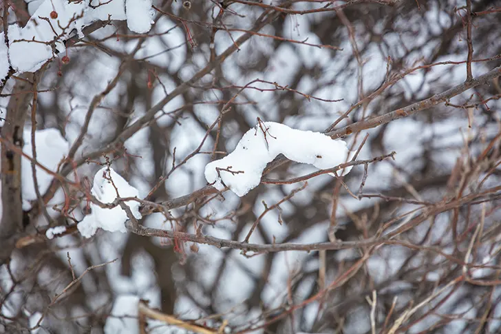 Free Snow on tree branches Photo Material