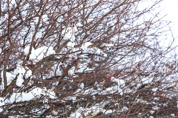 雪堆积在树枝上免费照片素材