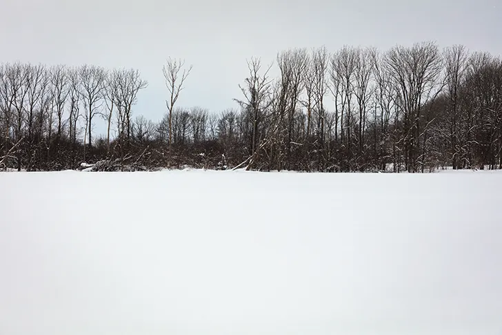 Free Snow and trees Photo Material