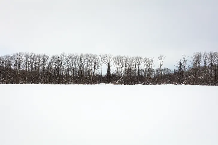 雪和树免费照片素材