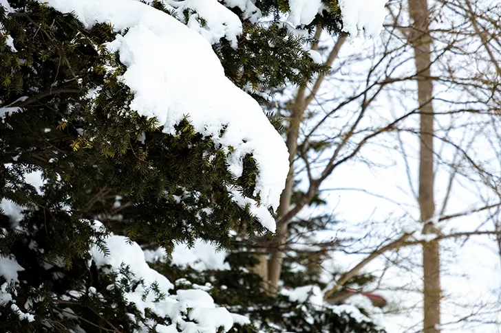 针叶树和雪免费照片素材