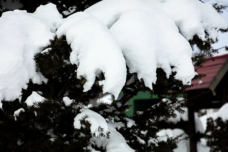 針葉樹と雪のフリー写真素材