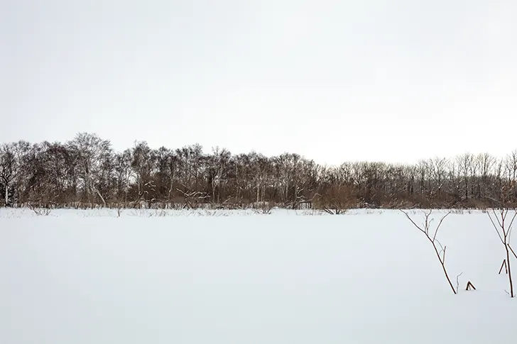 雪と樹木のフリー写真素材