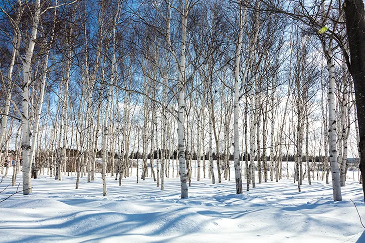 Free Row of white birch trees Photo Material