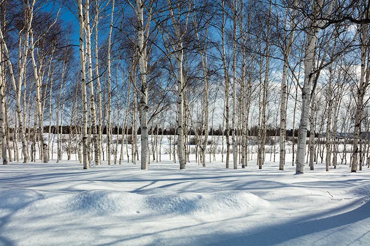 Free Row of white birch trees Photo Material