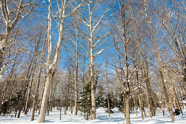 白樺並木のフリー写真素材