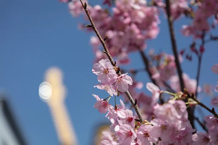 Free Cherry blossoms Photo Material