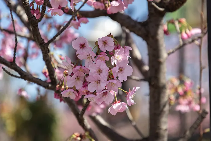 Free Cherry blossoms Photo Material