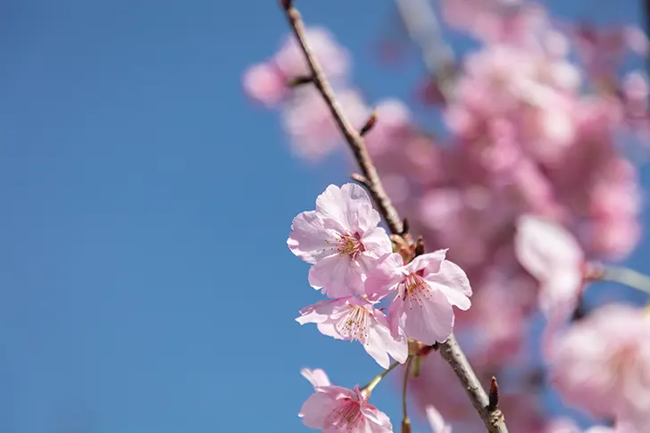 Free Cherry blossoms Photo Material