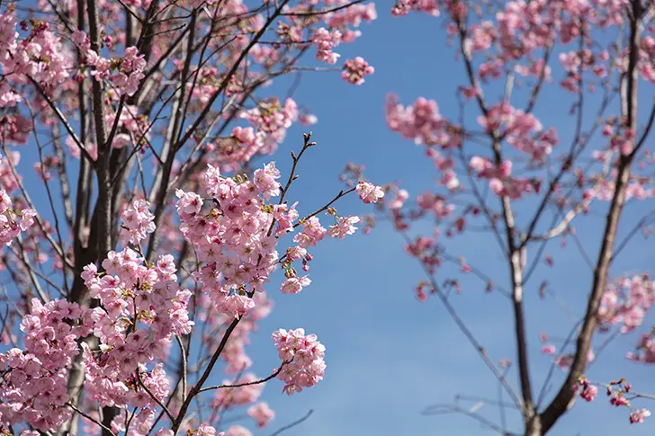 Free Cherry blossoms Photo Material