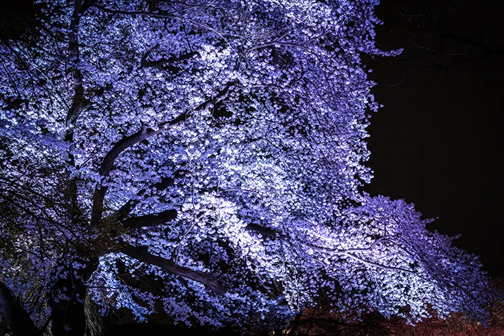 夜桜のフリー写真素材