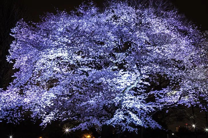 夜晚的樱花免费照片素材