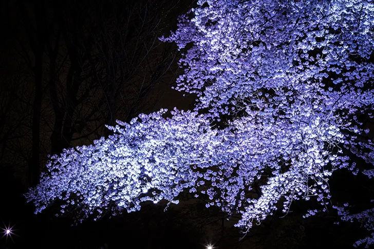 夜桜のフリー写真素材