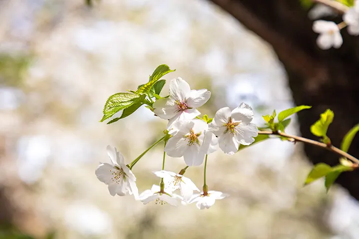 Free Cherry blossoms Photo Material