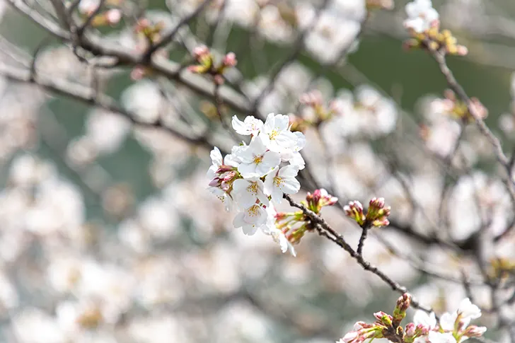 Free Cherry blossoms Photo Material