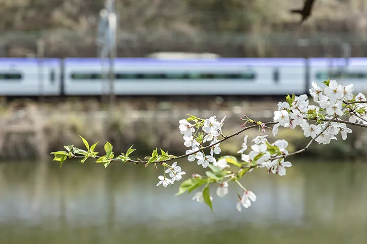 桜と鉄道のフリー写真素材