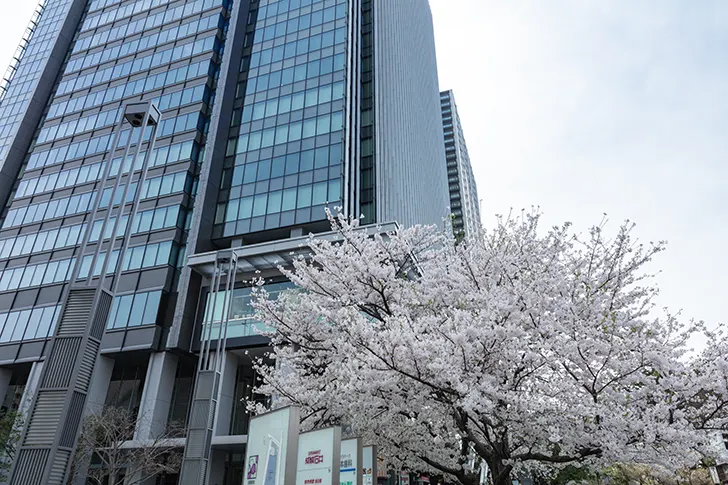 JR飯田橋駅付近の桜とビルのフリー写真素材