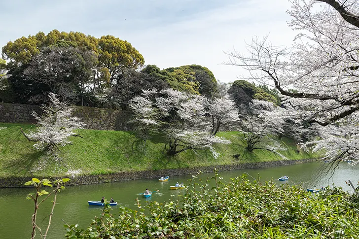 千鳥ヶ淵のフリー写真素材