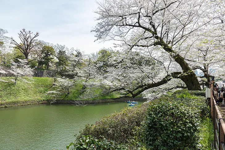 千鳥ヶ淵のフリー写真素材