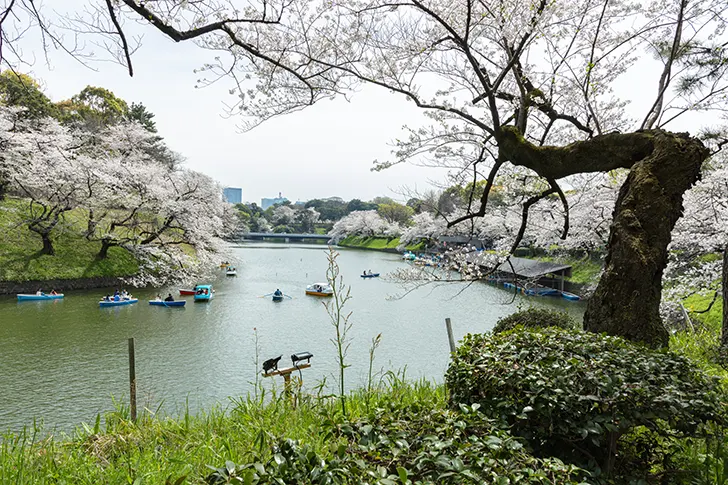 千鳥ヶ淵のフリー写真素材