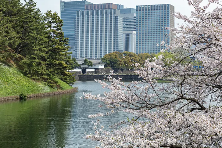 桜田濠と桜のフリー写真素材