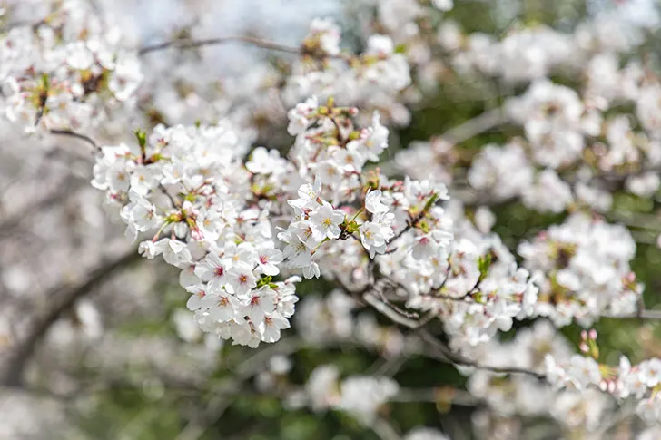 Free Cherry blossoms Photo Material