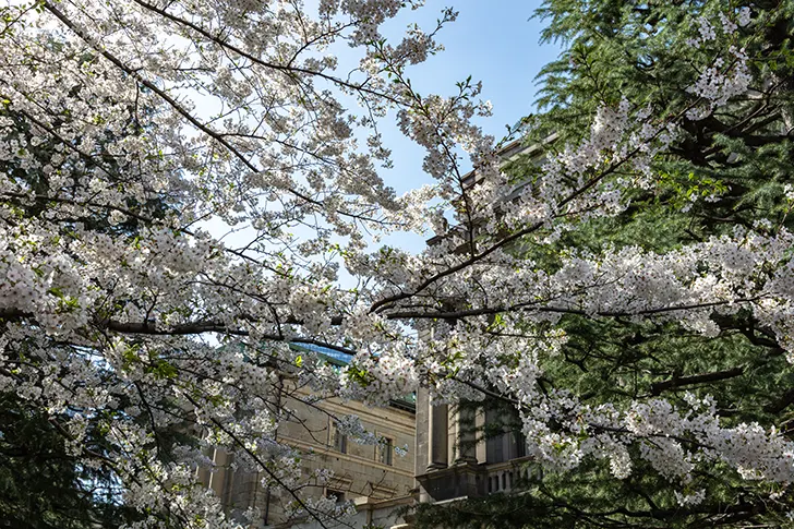 江戸桜通りのフリー写真素材