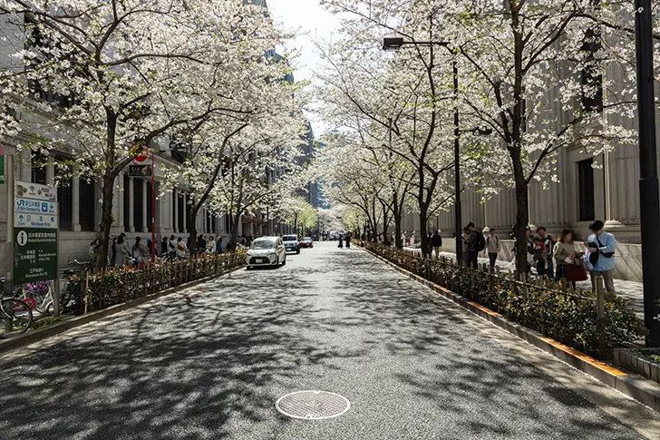 Free Edo Sakura Street Photo Material