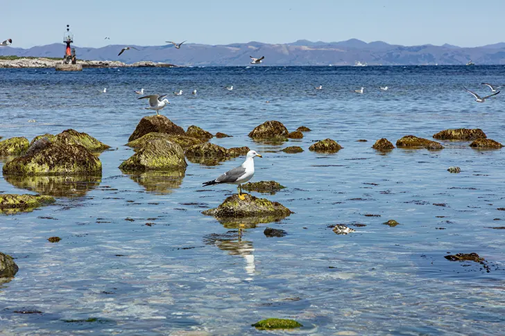 Free Seagull Photo Material