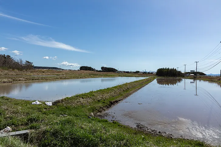 Free Rice field Photo Material