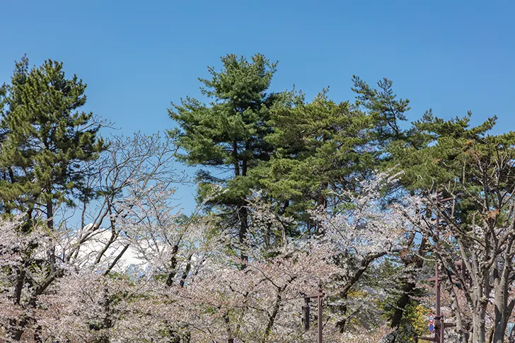 樱花和岩木山免费照片素材