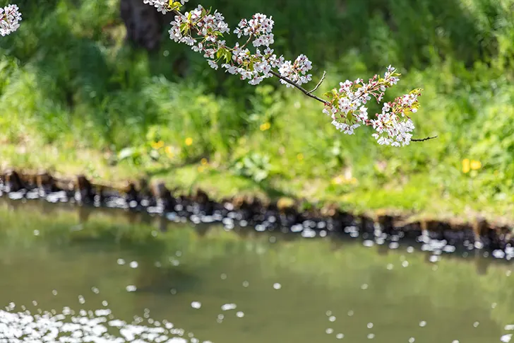 弘前公園の桜のフリー写真素材