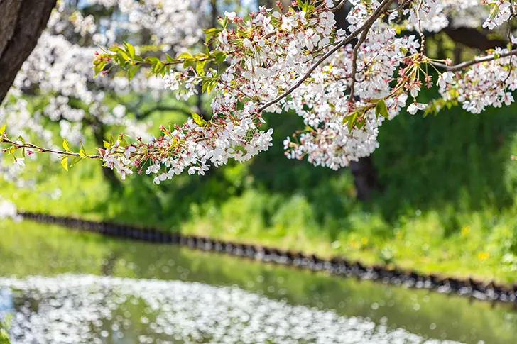 弘前公园的樱花免费照片素材